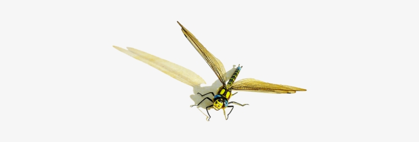 Illustrations - Hd Transparent Dragonfly, transparent png