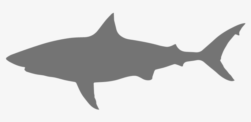 Great White Shark - Portable Network Graphics, transparent png