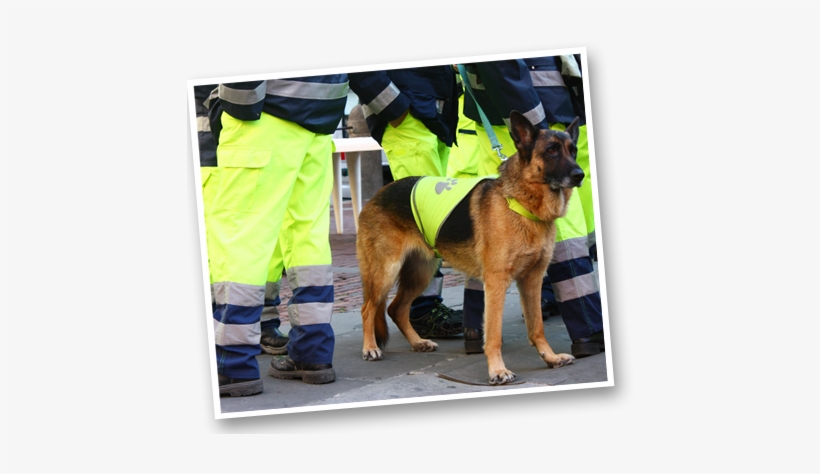 What To Do - German Shepherd, transparent png