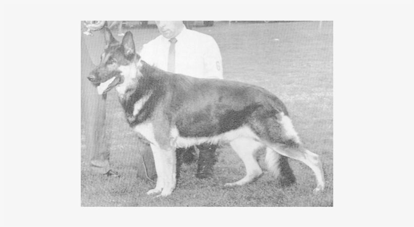Ch Helmkor's Jolly Rogue Cd Akc Wa499679 Color - Lapponian Herder, transparent png