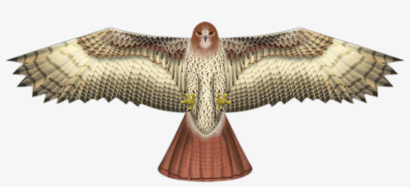 Hawk Supersize Bird Of Prey Nylon Kite 70" By Windnsun - X Kites Birds Of Prey Kite 48" Hawk, transparent png