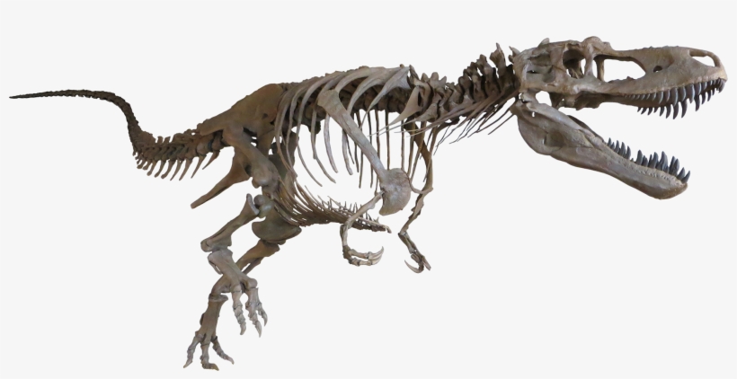 Daspletosaurus Cast Mount - Daspletosaurus Skeleton, transparent png
