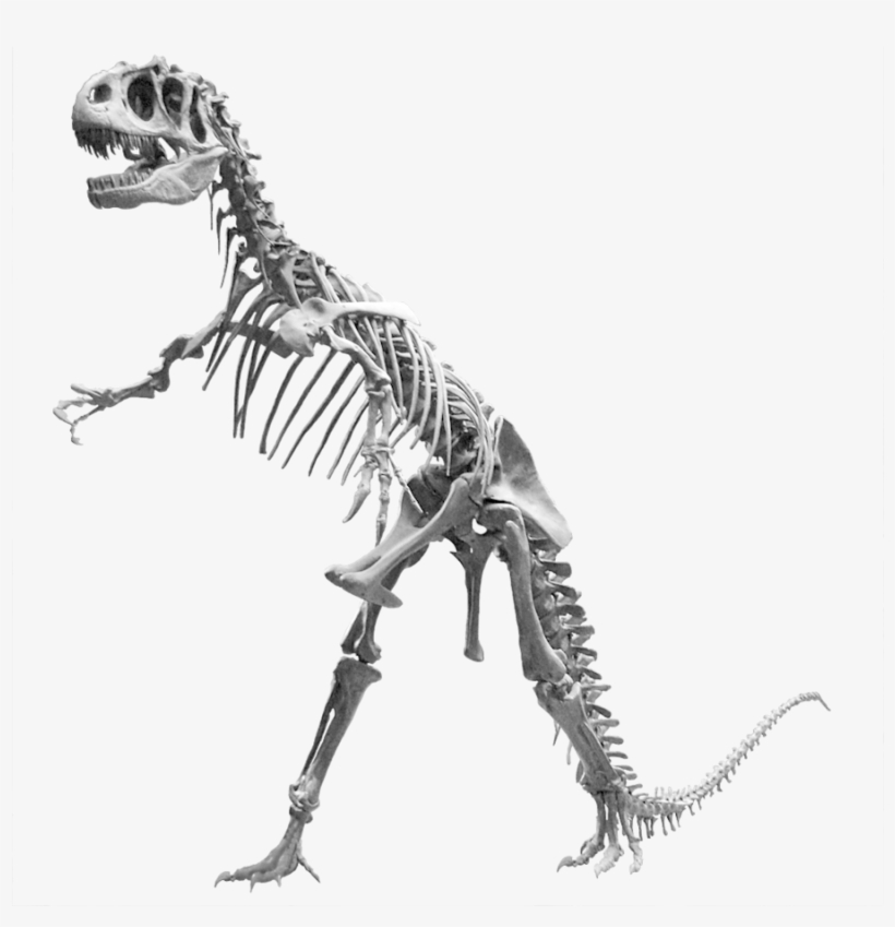 Clipart Resolution 1000*1000 - Allosaurus Skeleton Png, transparent png