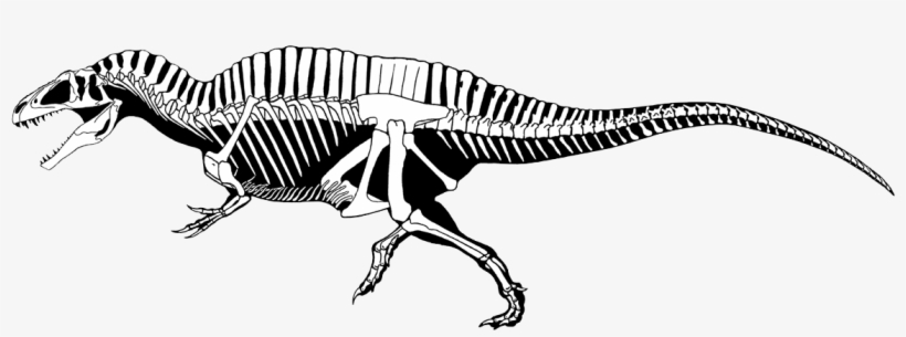 Top 10 Largest Theropods - Acrocanthosaurus Skeleton Drawing, transparent png