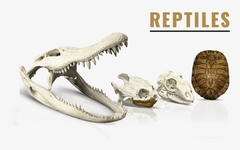 Reptiles & Amphibians - Skeletons: Museum Of Osteology, transparent png
