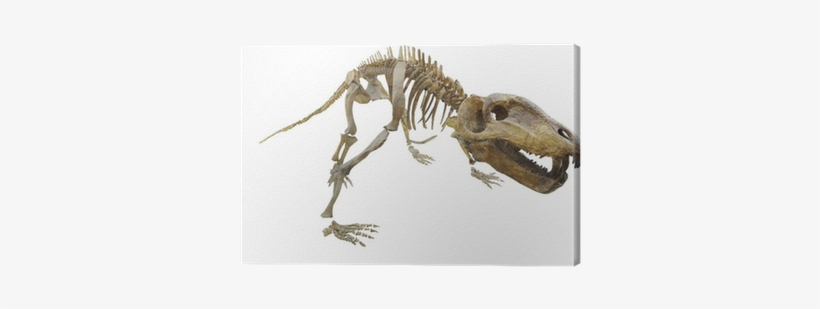 Dinosaur, transparent png