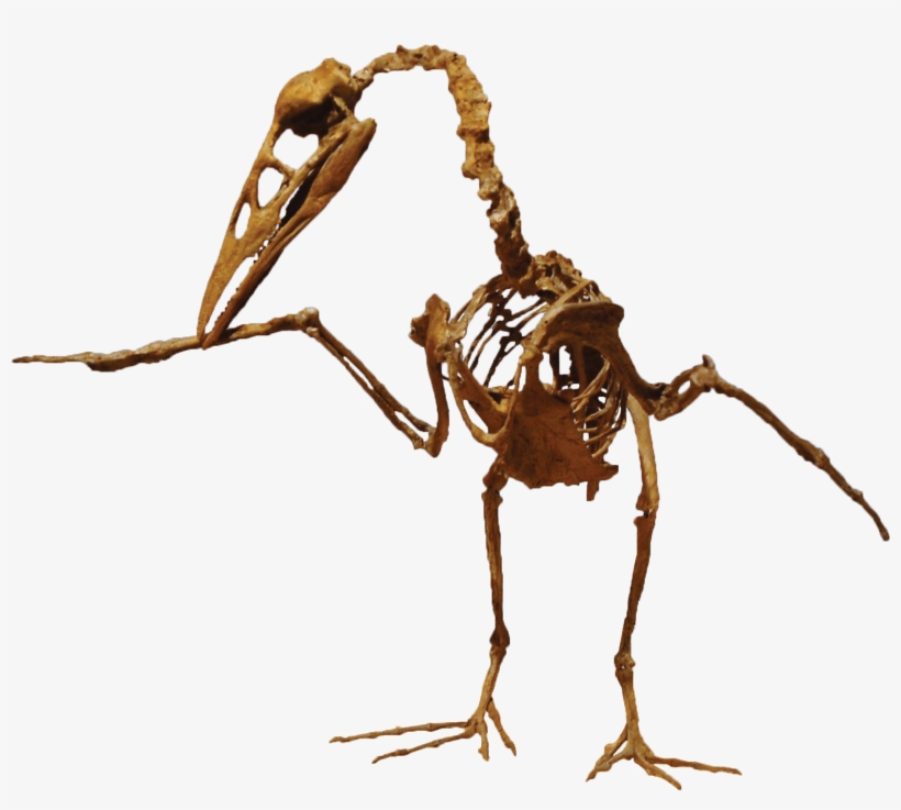 This Week In Dinosaur News - Ichthyornis Dispar, transparent png