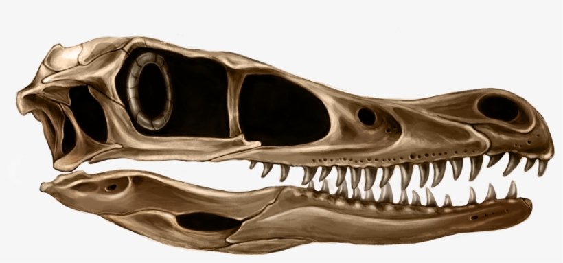 Specifically, My Research And Goal Is To Explore And - Skull, transparent png