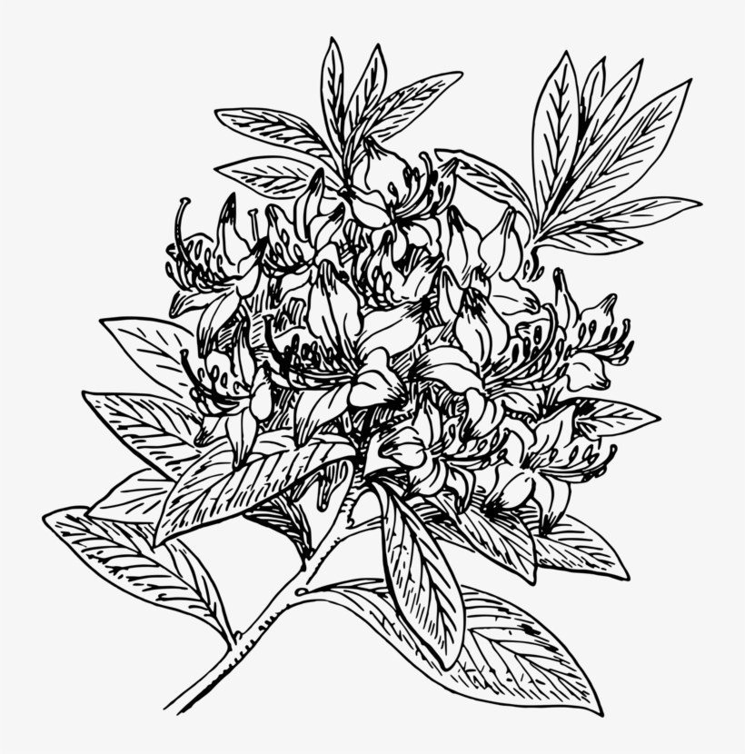 Rhododendron Dekatanum Azalea Shrub Flowering Plant - Rhododendron Clipart, transparent png