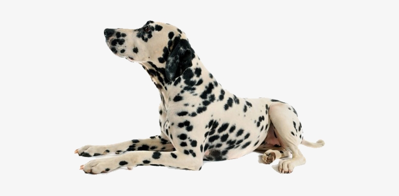 Dog Png - Dog Laying Down No Background, transparent png
