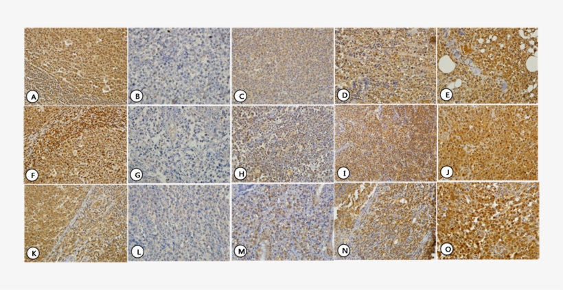 Floor, transparent png