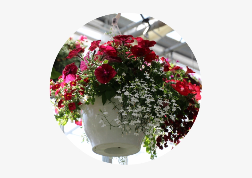 30cm Hanging Baskets - Bouquet, transparent png