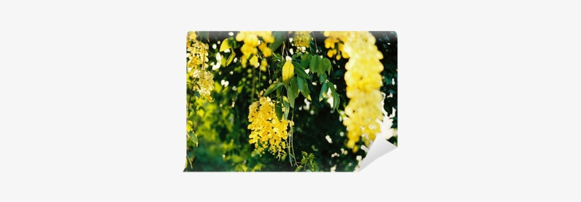Flower, transparent png