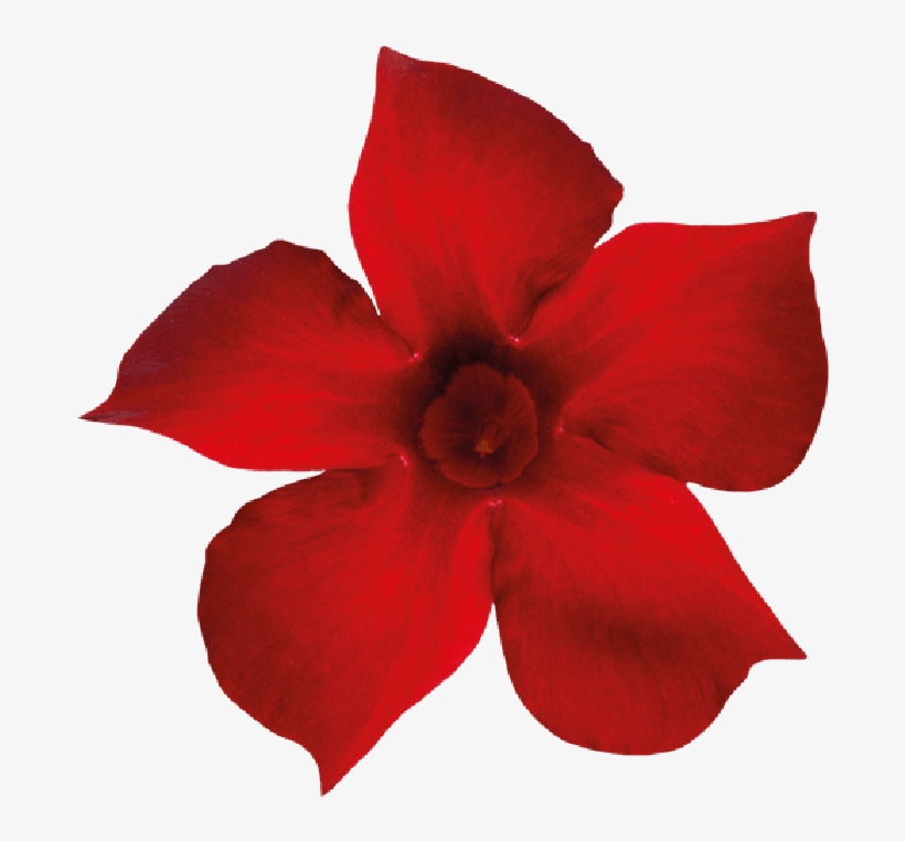 Sundaville Beauty Red - Rocktrumpet, transparent png