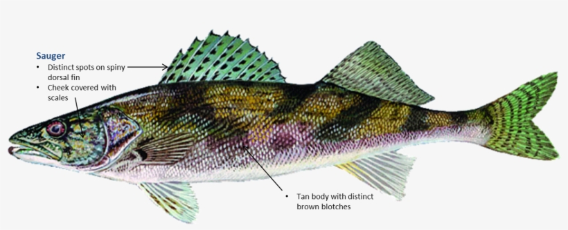 Sauger - Sauger Vs Walleye Vs Saugeye, transparent png
