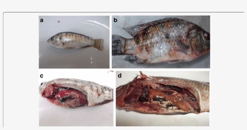 A Body Shape Of Tilapia Fish Laterally Compressed To - Piperacillin Tazobactam Trade Name In Egypt, transparent png
