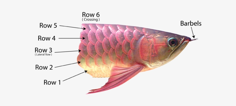 These Scales Are Rather Visible To The Naked Eye As - Lateral Scale Of Fish, transparent png