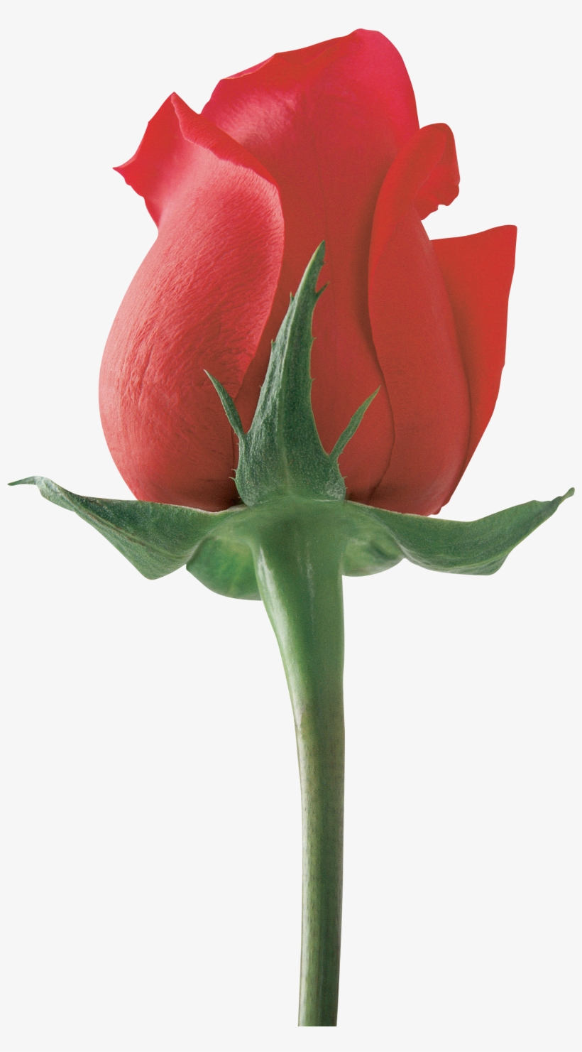 Love Flower For Girlfriend, transparent png