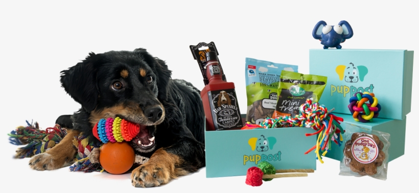 Toys And Treats We Guarantee Your Dog Will Love - Companion Dog, transparent png