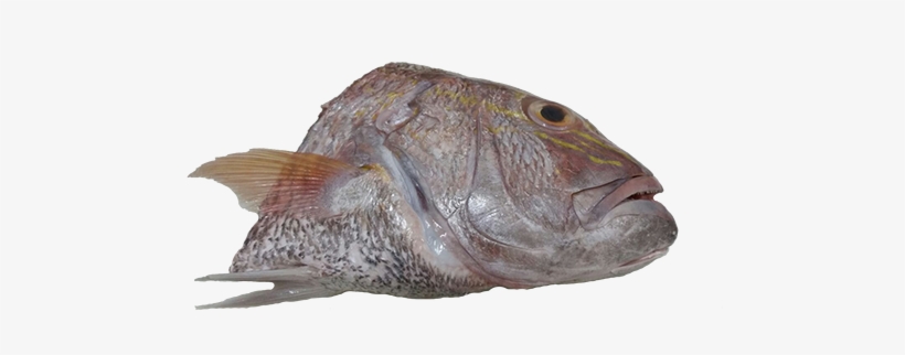 Red Seabream, transparent png