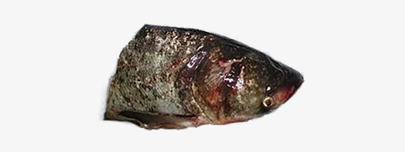 Gulf Flounder, transparent png