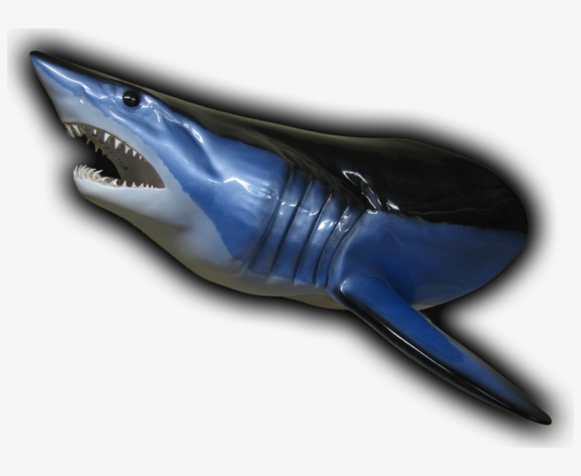 Shark Head Mount Fish Mount - Blue Whale, transparent png