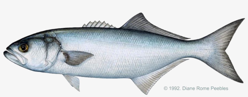 All-tackle World Records - Blue Fish, transparent png