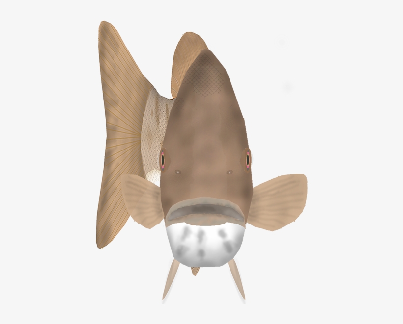 Fish Head Found In Cooler Lakes And Rivers In Northern - Shark, transparent png
