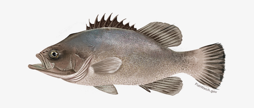 Wreckfish - Wreckfishes, transparent png