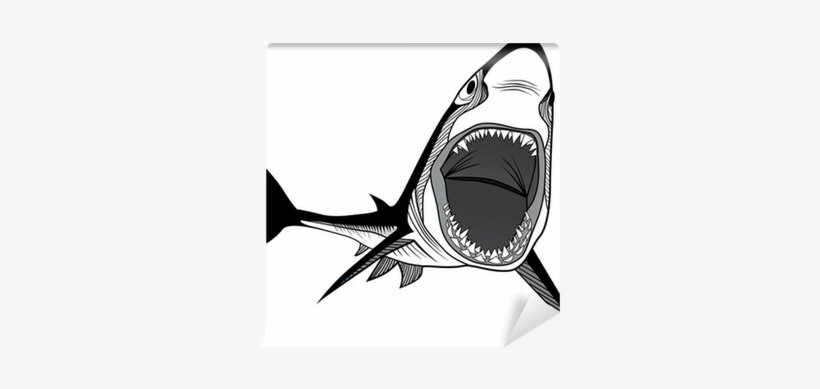 Shark, transparent png
