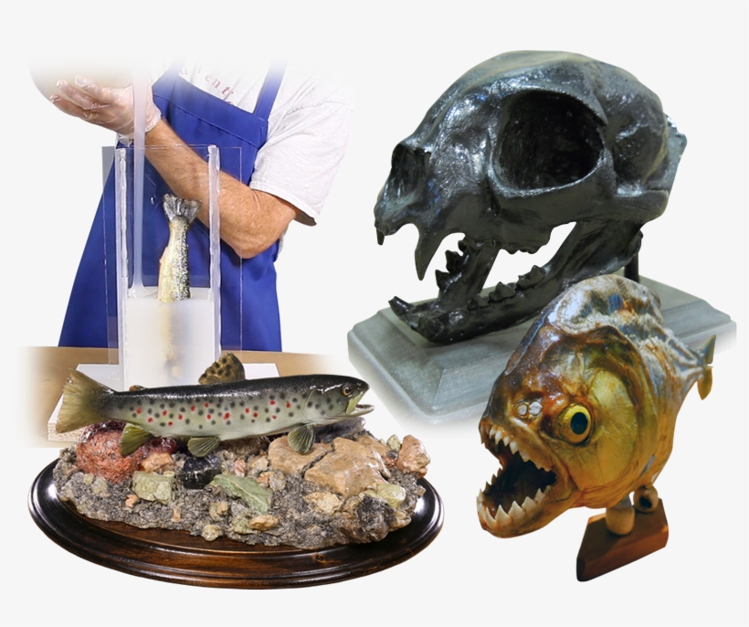 Taxidermy - Ray-finned Fish, transparent png