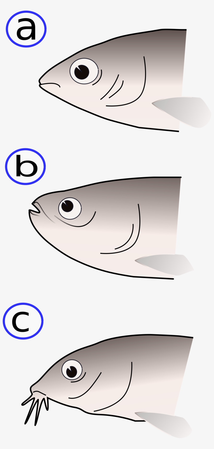 Open - Fish Mouths, transparent png