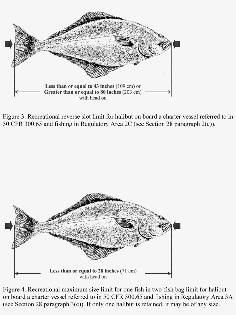 Classification - Sole, transparent png