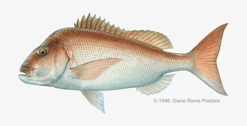 All-tackle World Records - Australasian Snapper, transparent png