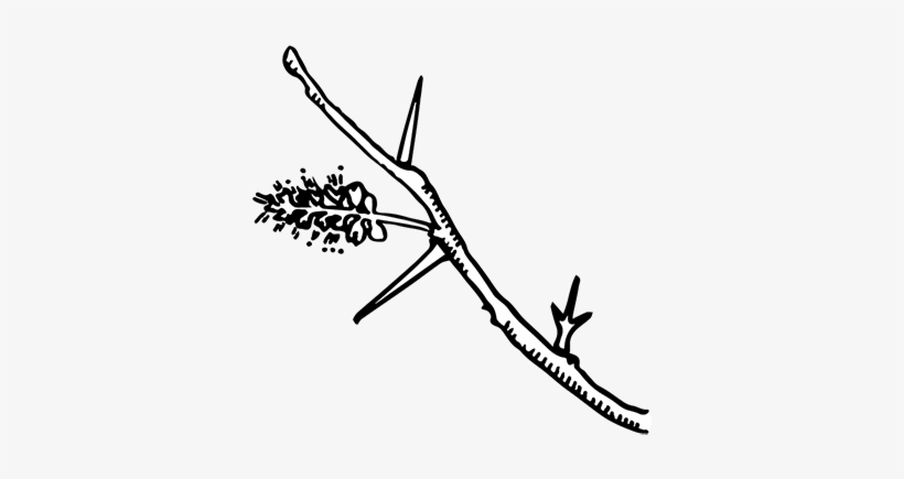 Alternate & Compound - Leaf, transparent png