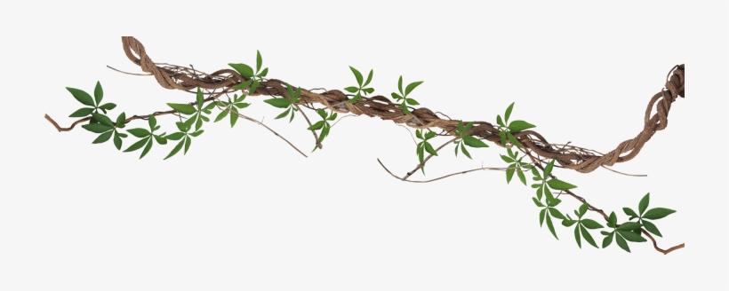 Branch-768x262 - Hedge Bindweed, transparent png