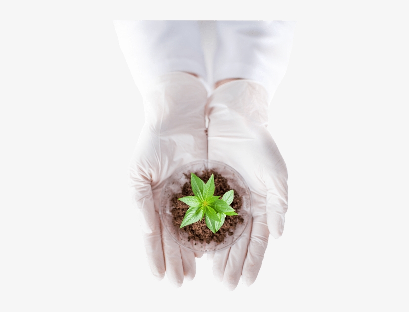 Peace Naturals Hands Medicinal Cannabis Plant - Science, transparent png