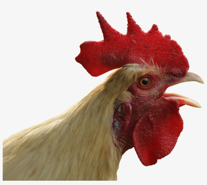 Winter Garden Moves Forward On Backyard Chicken Program - Chicken Head Transparent Background, transparent png