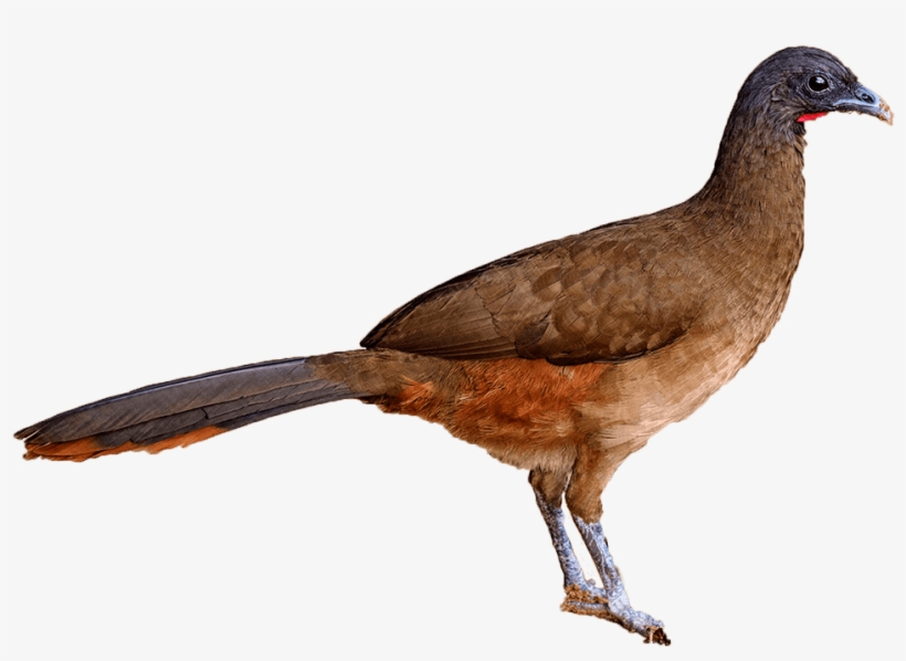 The National Birds Of Trinidad & Tobago - Cocrico Of Trinidad And Tobago, transparent png