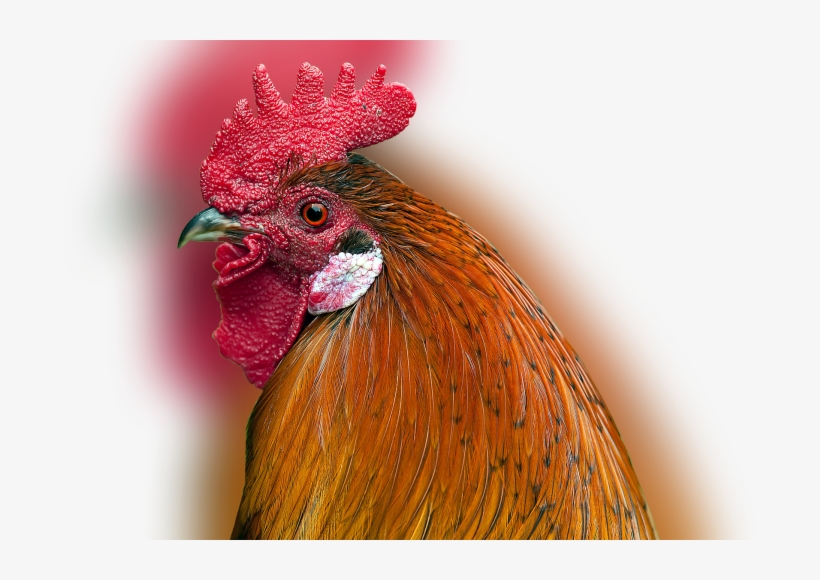 Color Palette Ideas From Chicken Rooster Beak Image - Pollo E Gallo Differenza, transparent png