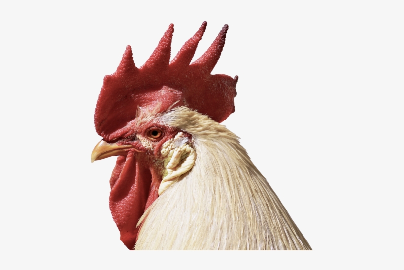 Rooster, transparent png