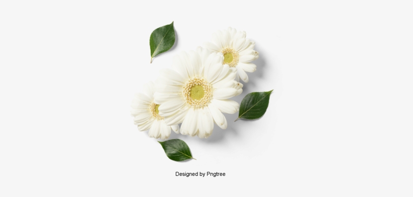 Beautiful Fresh Flower Petals, Flowers, Petals, Leaves - Psd พื้น หลัง ลาย เส้น ดอกไม้ สวย ๆ, transparent png