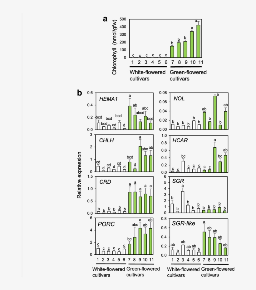 Rt Qpcr Analysis Of Chl Metabolic Genes In Petals Of - Common Fig, transparent png
