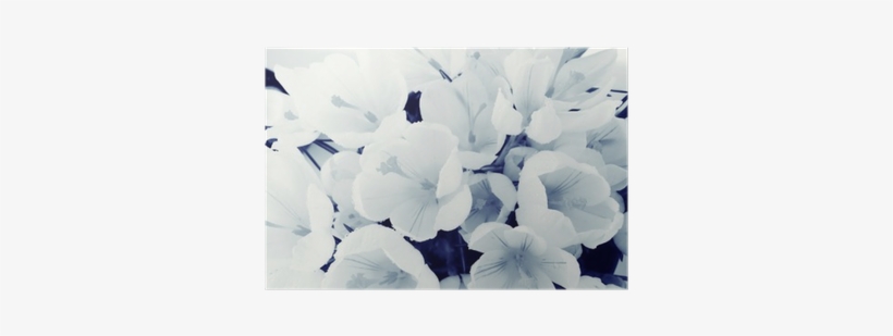 Background Of White Petals Delicate Flowers Texture - Bakgrund Fina Bilder, transparent png