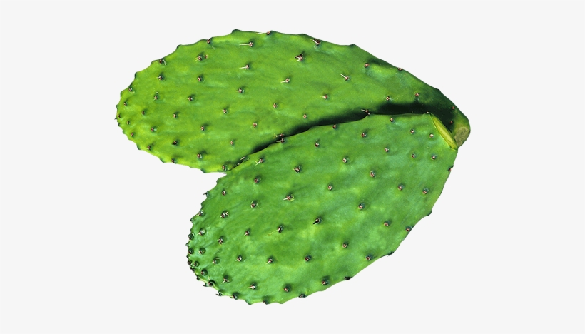 The Nopal Cactus Is Just Starting To Emerge On The - Eastern Prickly Pear, transparent png