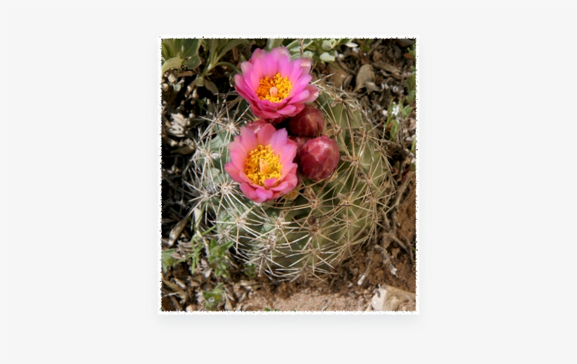 Bukinczia Cabulica - Sclerocactus Brevispinus, transparent png