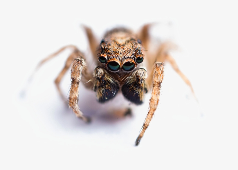 Jumping Spider Png Image With Transparent Background - Spider With Transparent Background, transparent png