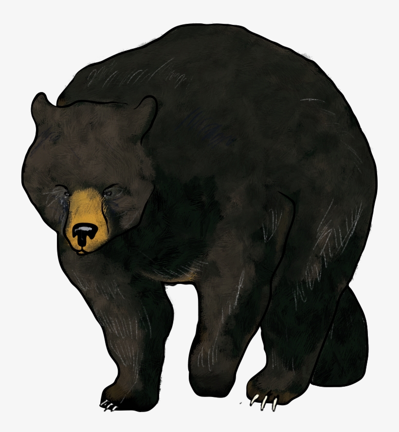 Bear, transparent png