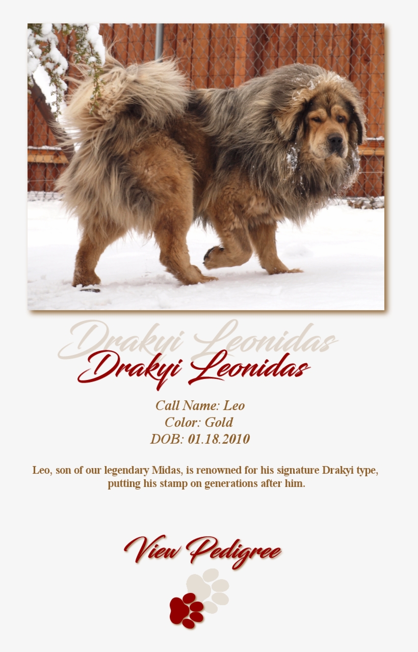 About Us - Dog, transparent png