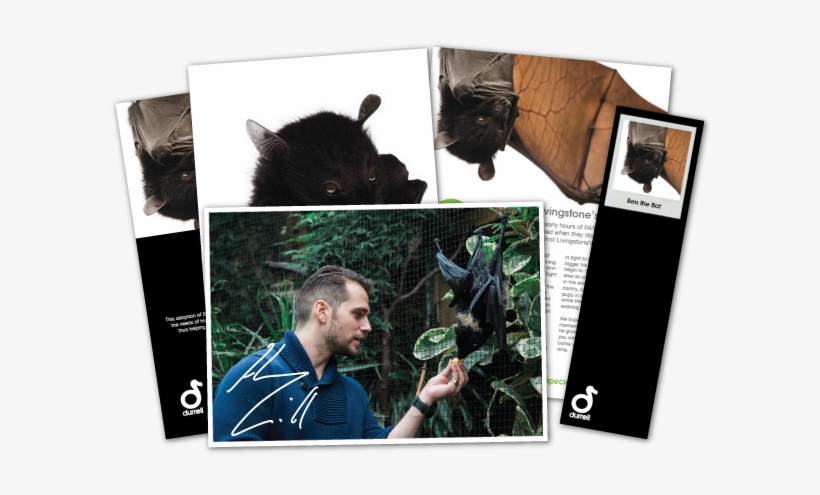 Ben The Bat Adoption - Henry Cavill Ben The Bat, transparent png